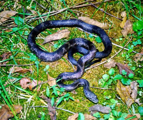  Blackheart Snake Forms