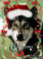Christmas wolf - christmas photo