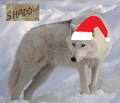 Christmas wolf - christmas photo