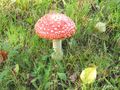 fly agaric - photography photo