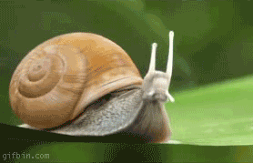 epic snail