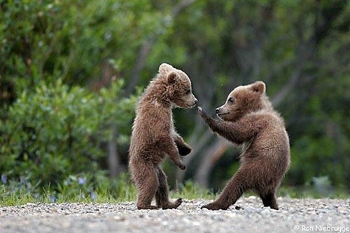 kung fu bear