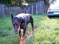 My dog Fang (hes a dobermon) - dogs photo