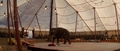 water-for-elephants - Water for Elephants screencap