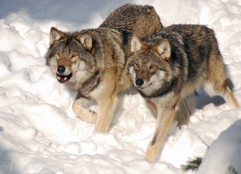 wolves - Wolves Photo (25203718) - Fanpop