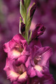 Gladiolus - maria-050801090907 photo