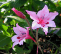 Gladiolus - maria-050801090907 photo