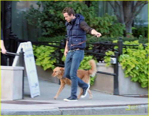  Ryan Reynolds: Evening Walk with Baxter!