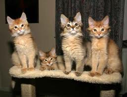 Somali Kittens