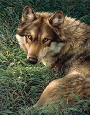  wolf Resting On gras