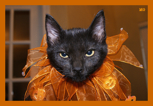 Halloween cat  o.o