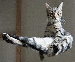  Levitating Cat