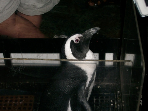 Wendy the African Penguin