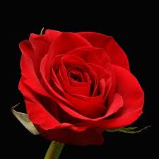  one red rose