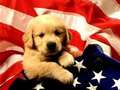 puppy with flag - dogs photo