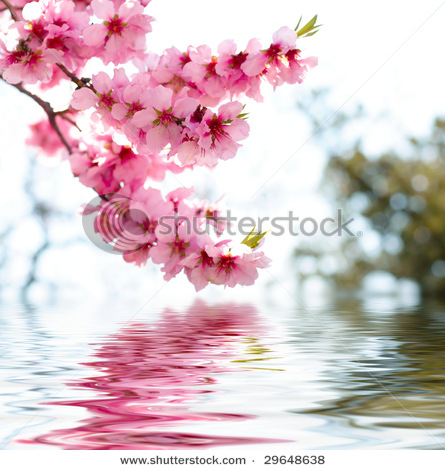  pomme Blossoms