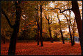 Autumn :D  - autumn photo