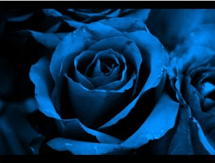  Blue rosas