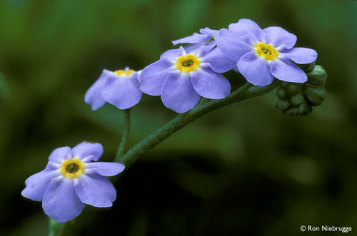  Forget-Me-Nots