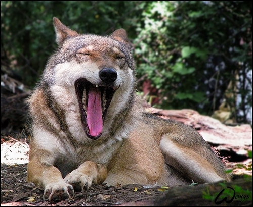 Yawning serigala, wolf