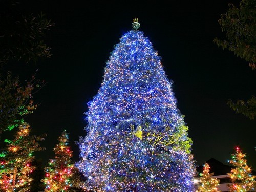  Natale albero