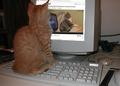 Cat watching Nyan Cat :) - nyan-cat photo
