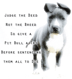 judge-the-breed-not-the-deed-pit-bulls-2