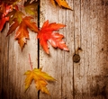 Autumn leaves - autumn photo