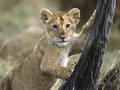 Lion Cub - lions photo
