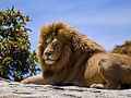 Lion - lions photo
