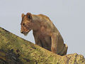 Lioness - lions photo