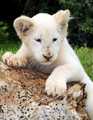 White Lion Cub - lions photo