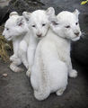 White Lion Cubs - lions photo