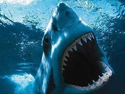 shark jaws