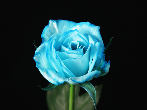 blue flowers - cynthia-selahblue (cynti19) Wallpaper ...