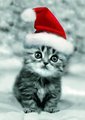Christmas Kitty - maria-050801090907 photo