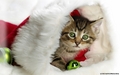 Christmas Kitty - maria-050801090907 photo