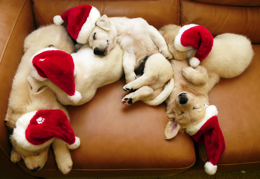Christmas-Puppies-3-maria-050801090907-26253756-1024-705.jpg
