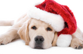 Christmas Puppy - maria-050801090907 photo