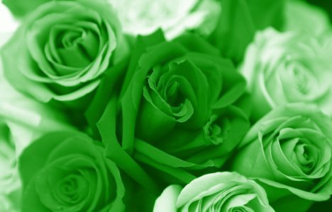 Green Roses - Flowers Photo (26242322) - Fanpop