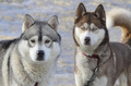 Huskies <3 - dogs photo