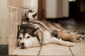 Huskies <3 - dogs photo