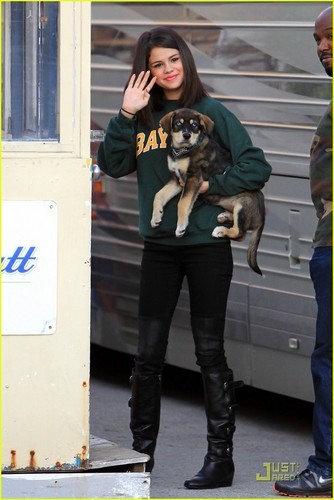  Selena Gomez Plays With Her New anak anjing, anjing