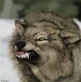 wolves - true-blood photo