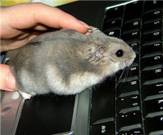  The Life of a Cyber میں hamster, ہمزٹر