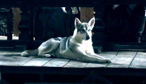 What Is A Dire Wolf Game Of Thrones