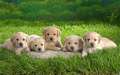 puppy - dogs photo
