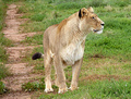 shada - lions photo
