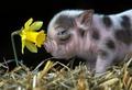 Cutey Pig - pigs photo