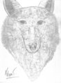 Wolf 2 - alpha-and-omega fan art
